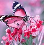 Image result for Wallpaper for PC Butterflies