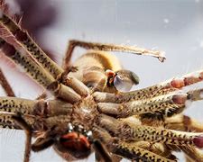 Image result for Huntsman Spider in Australia