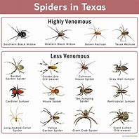 Image result for West Texas Spiders