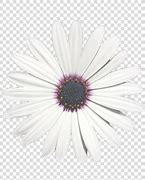 Image result for Dark Purple Chrysanthemum