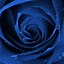 Image result for Roses with Cool Backgrounds