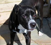 Image result for Labrador Retriever Boxer Mix