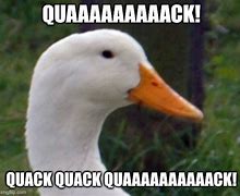 Image result for Duck Quack Meme