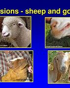 Image result for ORF Sheep Disease