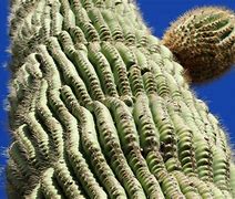 Image result for Rotten Cactus