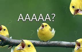 Image result for Little Yellow Bird Meme