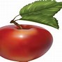 Image result for Early Transparent Apple