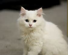Image result for All White Cat with Blue Eyes