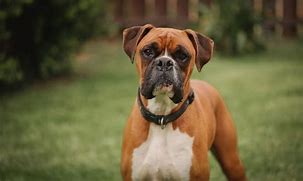Image result for German Boxer Dog