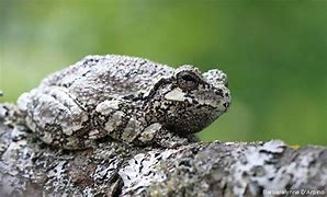 Image result for Swaggy Frog