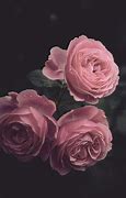 Image result for Dark Pink Colored Roses