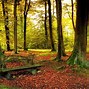 Image result for Forest Pics
