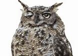 Image result for Great Horned Owl Clip Art
