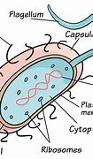 Image result for Chlamydia Bacteria Cell