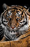 Image result for Tiger Wallpaper 4K iPhone