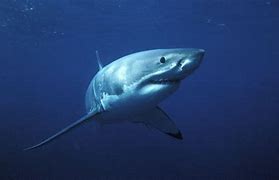 Image result for Cute Shark