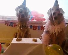 Image result for Happy New Year Funny Dog Memes