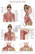 Image result for Muscle Neck vs No Neck