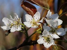 Image result for Pyrus pyrifolia Kosui