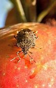 Image result for Submit Bug to Apple