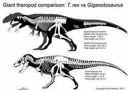 Image result for Horned Theropods