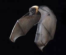 Image result for Wangal Bat