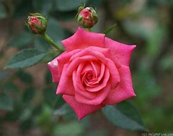Image result for Sleeping Beauty Smelling Rose