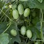 Image result for Climbing Fruits