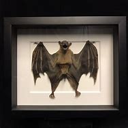 Image result for Working Bat Wings