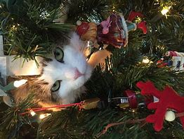 Image result for OH Christmas Tree Cat Meme