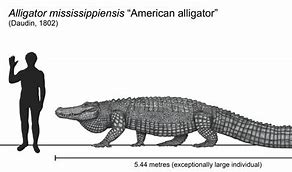 Image result for Average Alligator Size