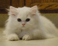 Image result for Persian Cat Black and White