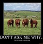 Image result for Cow Weird Meme