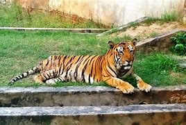Image result for Bahawalpur Zoo Incident