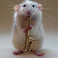 Image result for Funny Looking Rat