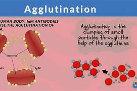 Image result for agputinaci�n