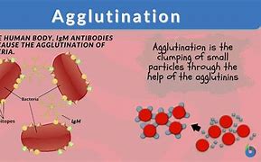 Image result for aglutonaci�n