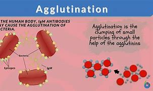 Image result for aglutijaci�n