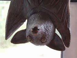 Image result for Large Australian Fruit Bat Garden Ornament