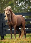 Image result for Red Chocolate Rocky Mountain Horse