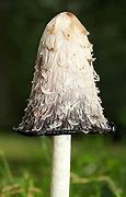 Image result for Shagggy Ink Cap