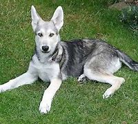 Image result for Dog Breeds That Look Like Wolves