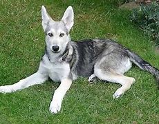 Image result for Wolf Dog Pet