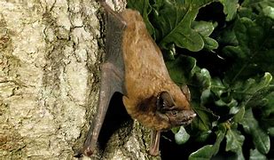 Image result for Noctule Bat Call