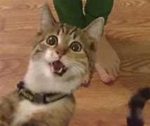 Image result for Excited Cat Face