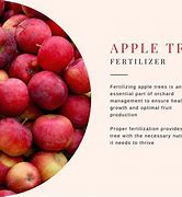 Image result for Apple Tree Fertilizer