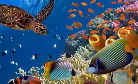 Image result for Marine Life Clear Pics