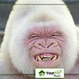 Image result for Albino Pygmy Monkeys