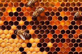 Image result for Hexagons in Nature