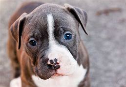 Image result for Cute Pit Bulls